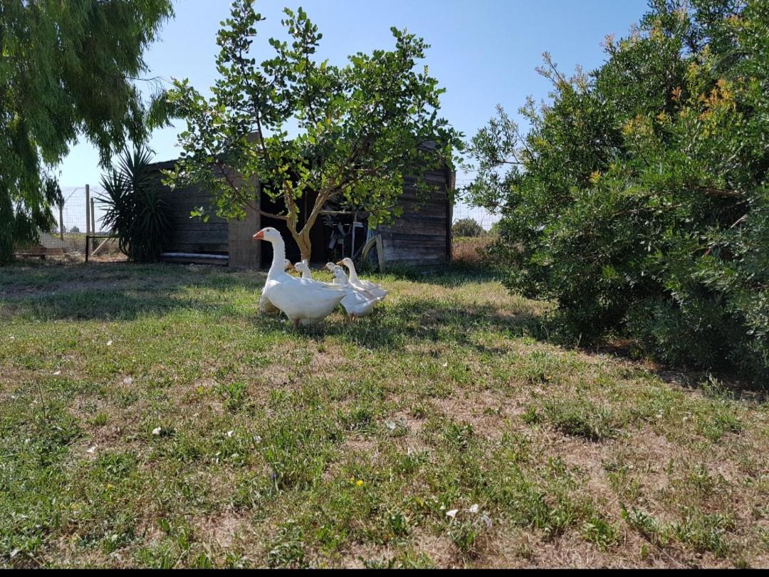 Guagnano Salento Lapezzaaculuriヴィラ エクステリア 写真
